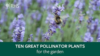 Top 10 plants for pollinators  The RHS [upl. by Sontich]