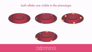 NonMendelian Genetics [upl. by Durning]