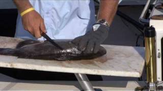 The BEST Way to Fillet Catfish [upl. by Yemiaj]