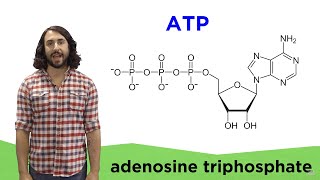 Metabolism and ATP [upl. by Neelrac]