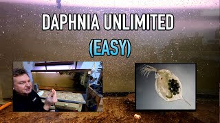 How I Raise Daphnia Water Fleas And You Can Too [upl. by China447]