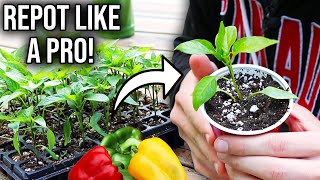 How to Repot Seedlings Easy Method for Success [upl. by Oninrutas]