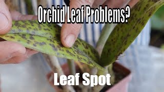 Orchid leaf problems Orchid Diseases and Fungus treatment and prevention from a professional [upl. by Acisseg56]