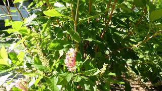 Clethra Alnifolia Ruby Spice 4K UHD [upl. by Kester818]