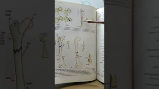 Blood supply of Head of femurFracture of Neck of femur [upl. by Landri]