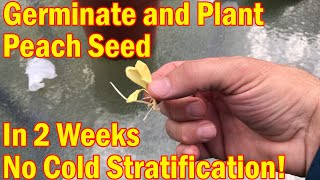 Peach Tree Part 1 Germinate Peach plant in 14 days no cold stratification [upl. by Diarmuid]