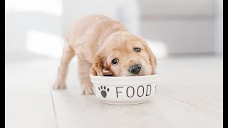 How Much To Feed A Puppy amp How Often Should Puppies Eat [upl. by Eon]