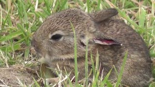 Weasel hunting for baby rabbits [upl. by Ljoka]