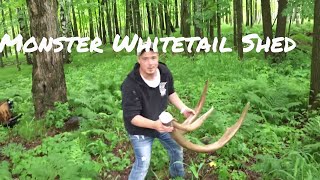 Biggest whitetail deer shed ever [upl. by Ellyn185]