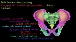 Skeletal Structures The Pelvis [upl. by Somisareg]