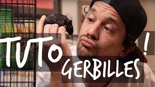 TUTO GERBILLE  Cage pour Gerbille  EUBLEPHARIS [upl. by Derreg]