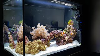 Simple Stable Successful reef tank  Fluval Evo 135 [upl. by Purse]