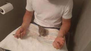 Baby Dove  Pigeon First Syringe Hand Feeding  How To [upl. by Anneyehc312]