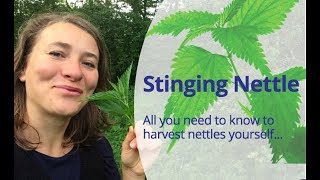 How to Harvest Stinging Nettle Urtica Dioica To make nettle tea nettle soup or nettle pesto [upl. by Nosremaj]