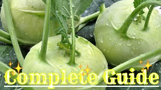 How to grow kohlrabi from seed [upl. by Downes]