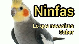 Ninfas  Lo que necesitas saber [upl. by Crane]