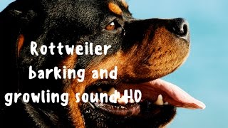 Rottweiler dog breed barking and growling sound HD [upl. by Drahnreb]