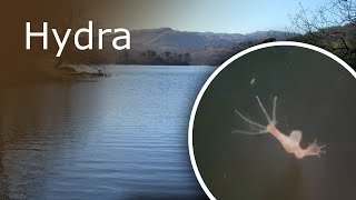 All About Hydra Description Anatomy and Feeding [upl. by Kartis]