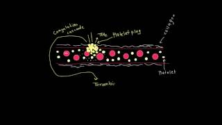 Formation of a fibrin clot [upl. by Beitz]