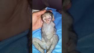 Razor wire death for baby monkey [upl. by Emad]