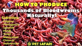 How to Produce Thousands of Bloodworms [upl. by Noirrad]