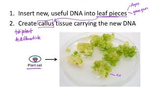 How to make genetically engineered plants [upl. by Anad]