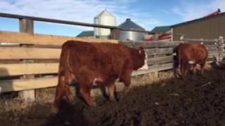 Hereford cross Simmental bred heifers [upl. by Nader671]