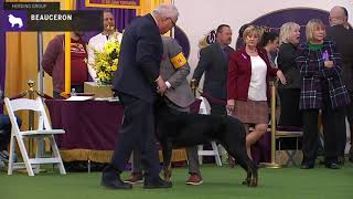 Beauceron  Breed Judging 2020 [upl. by Eirdua9]