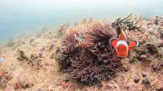 Aggressive Clownfish defending its nest [upl. by Eehtomit731]