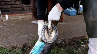 Treating hoof thrush [upl. by Bogosian]