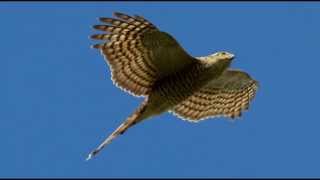 Sparrowhawk Bird Call Bird Song [upl. by Ahsitram]