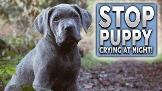 How To STOP Your Puppy Barking Crying and Howling at Night [upl. by Eniarral]