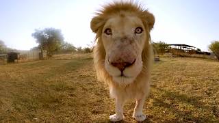 Surrounded by White Lions  4K 360° VR [upl. by Dedra811]