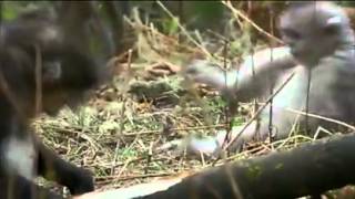 Baby snub nosed monkey having temper trantrum [upl. by Uttasta]