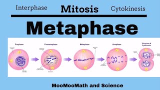 Metaphase Mitotic Stages [upl. by Gerius]