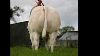 Belgian Blue  Charolais bull [upl. by Lorine608]