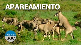 Apareamiento Animales de Shaba  Naturaleza [upl. by Smoot]