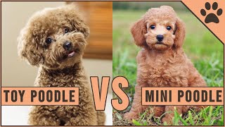 Toy Poodle vs Miniature Poodle [upl. by Xino]