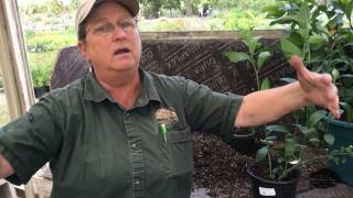 Repotting Plants the Right Way [upl. by Anialed]