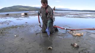 Farm raised Geoduck clams beach harvesting during low tide from Discovery Bay Washington [upl. by Slyke327]