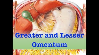 Greater and Lesser Omentum [upl. by Eixam]