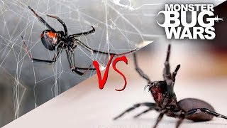 Spider vs Spider Showdowns 15  MONSTER BUG WARS [upl. by Sirroned]