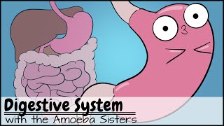 Digestive System [upl. by Enidualc]