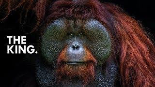 Orangutan King of the Treetops [upl. by Naret]