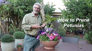 How to Prune Petunias [upl. by Macmahon612]