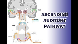 ASCENDING AUDITORY PATHWAY [upl. by Frayda97]