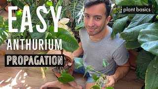 How to propagate Anthuriums in water [upl. by Neirda492]