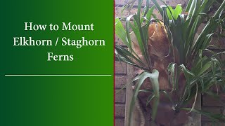 How to Mount Staghorn and Elkhorn Ferns  Care Pruning and Fertilising  FULL Demonstration [upl. by Wallache616]