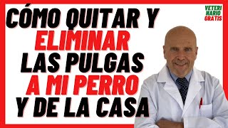 🟢 Cómo Quitarle las PULGAS a mi PERRO 🟢y ELIMINAR PULGAS de la CASA RÁPIDO con BICARBONATO de Sodio [upl. by Elleda559]