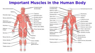 The Muscular System [upl. by Charisse]